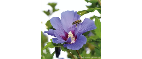 FüR MEHR BIENEN UND SCHMETTERLINGE!