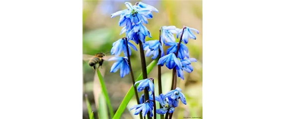 INSEKTENFREUNDLICHES FRüHJAHR!