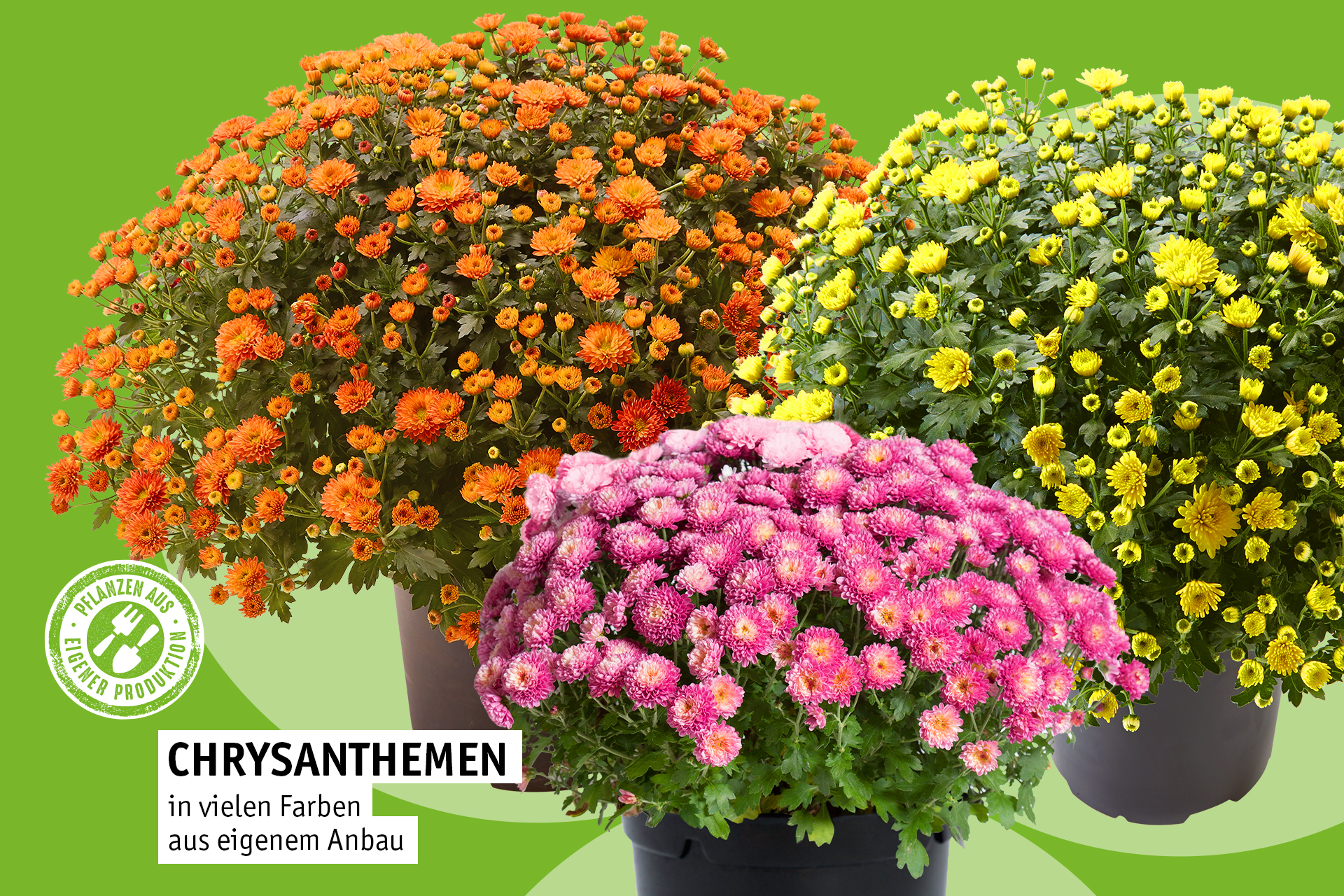 Chrysanthemen-2.jpg