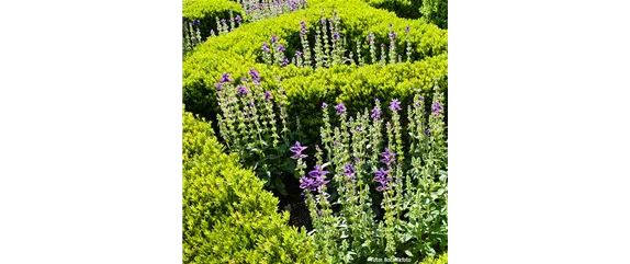 BRAUCHT JEDER BAUERNGARTEN: BUCHS 