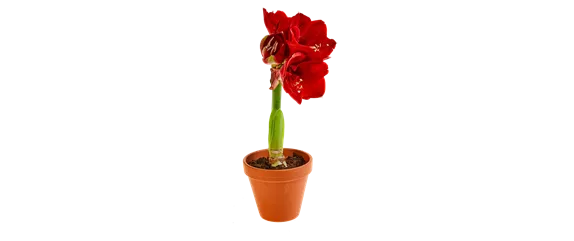 PRACHTVOLLE STERNE! DEKORATIONSWUNDER AMARYLLIS.