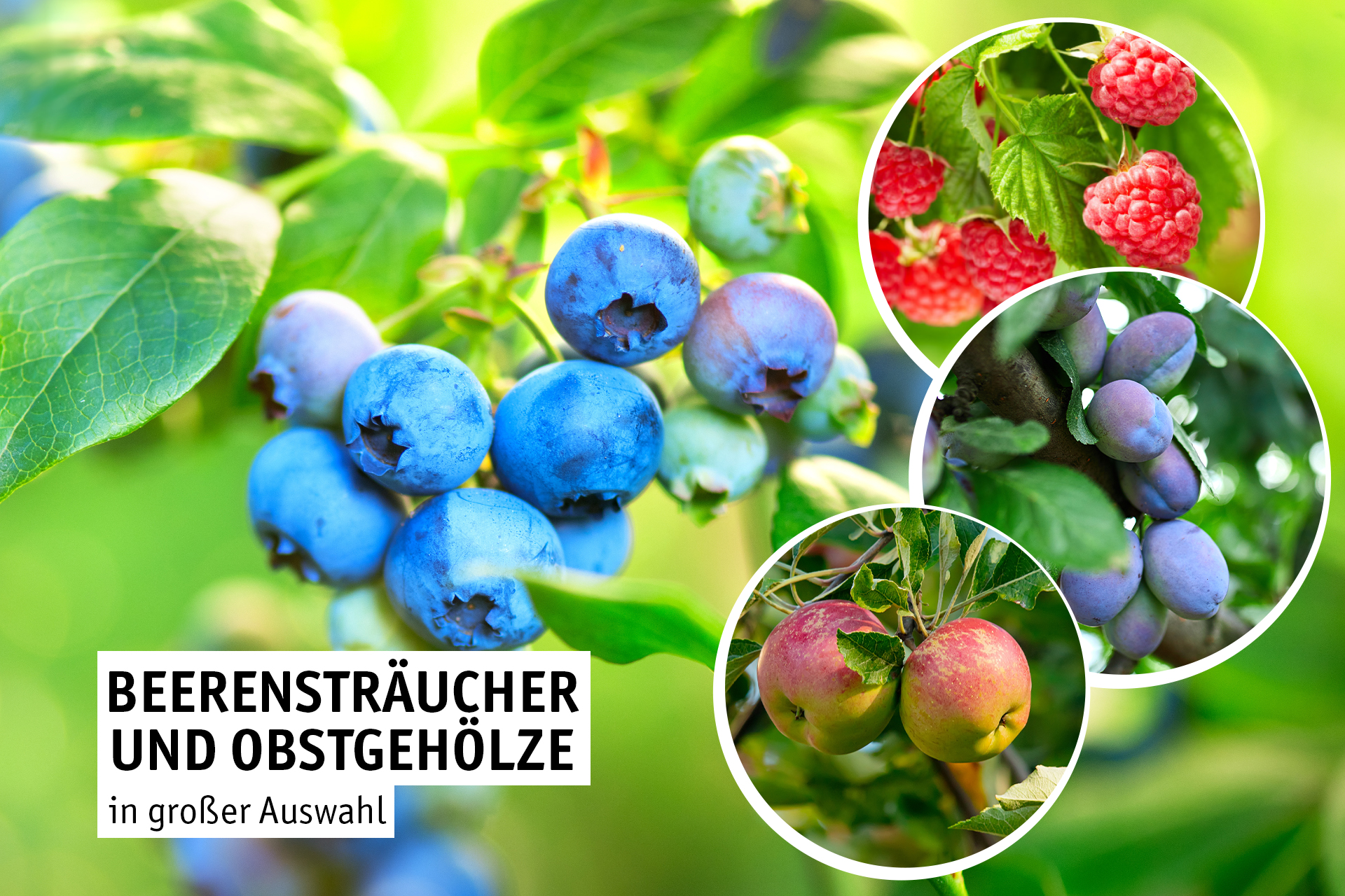 Obststräucher-+-Gehölze.jpg