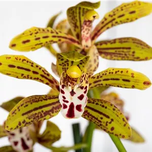 Cymbidium