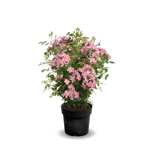 Strauchrose Rosy Boom®