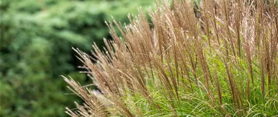 Chinaschilf Miscanthus sinensis 