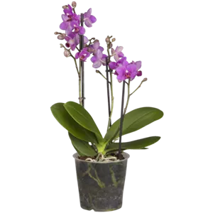 Phalaenopsis 