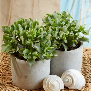 Crassula