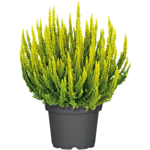 CALLUNA VULGARIS SKYLINE