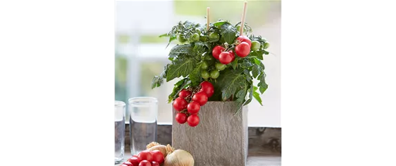 GESUND NASCHEN AUF DEM BALKON!