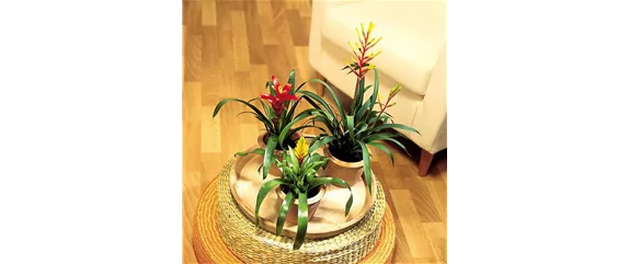 TROPENZAUBER BROMELIEN