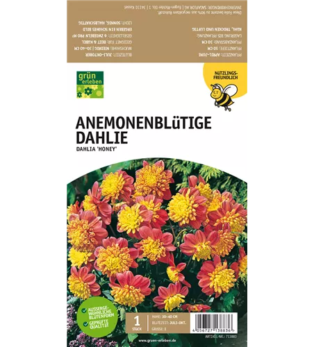 Anemoneblütige Dahlie