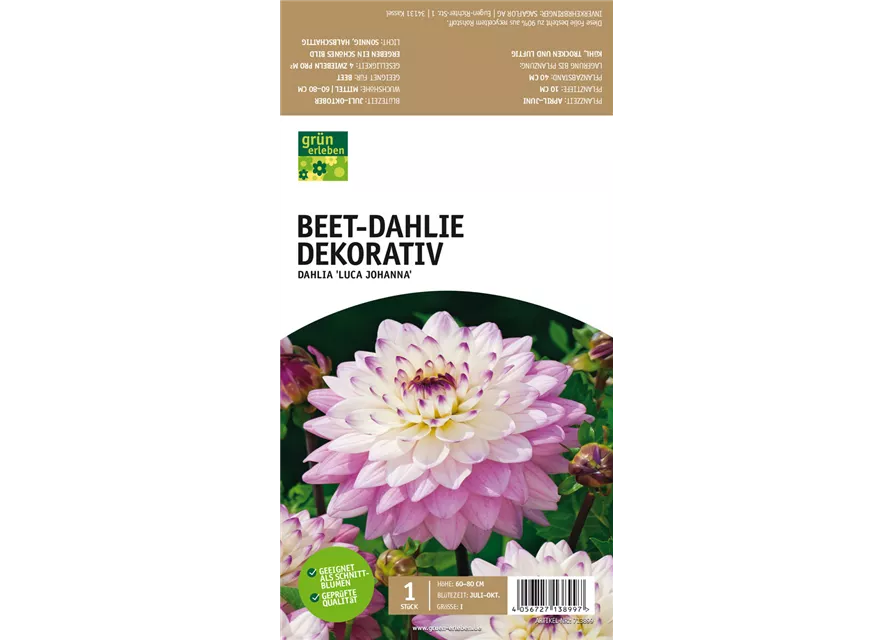 Beet-Dahlie Dekorativ