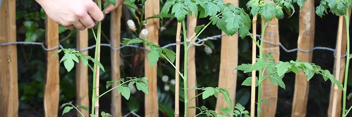 Cherrytomaten - Einpflanzen im Hochbeet (thumbnail)