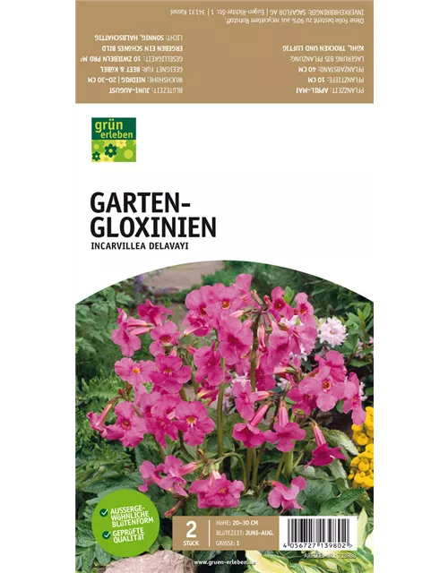 Garten-Gloxinien