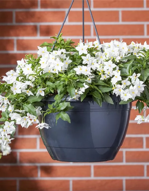 Solanum jasminoides Ampel