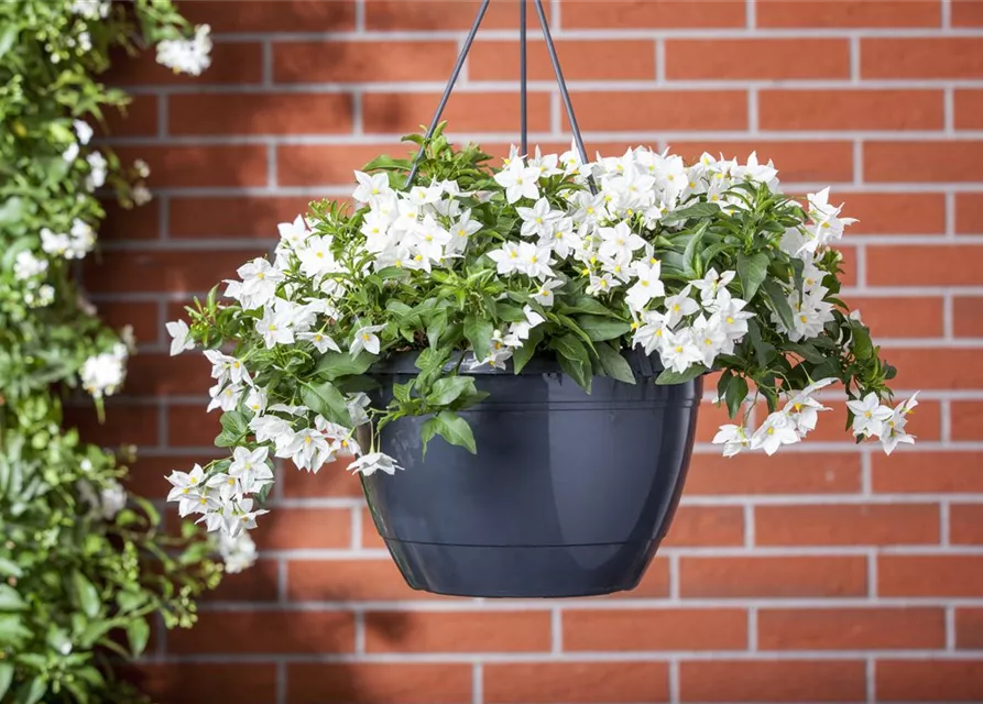 Solanum jasminoides Ampel