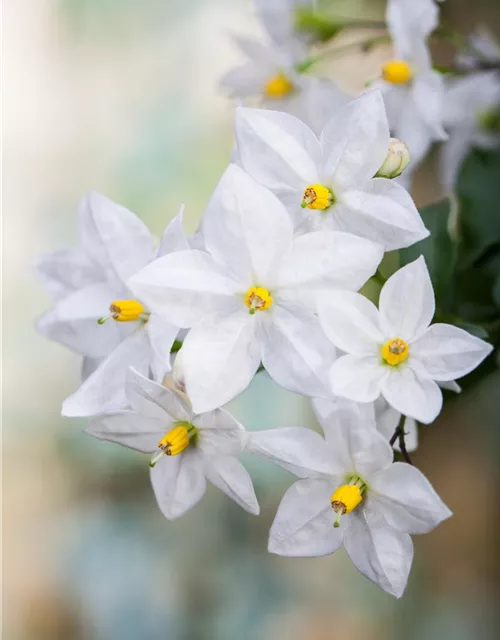 Solanum jasminoides Ampel