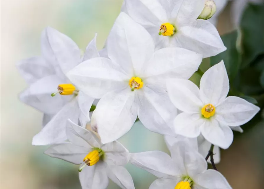 Solanum jasminoides Ampel