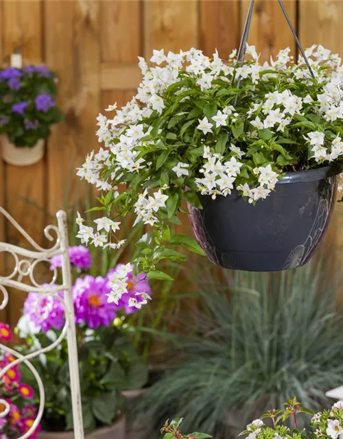 Solanum jasminoides Ampel