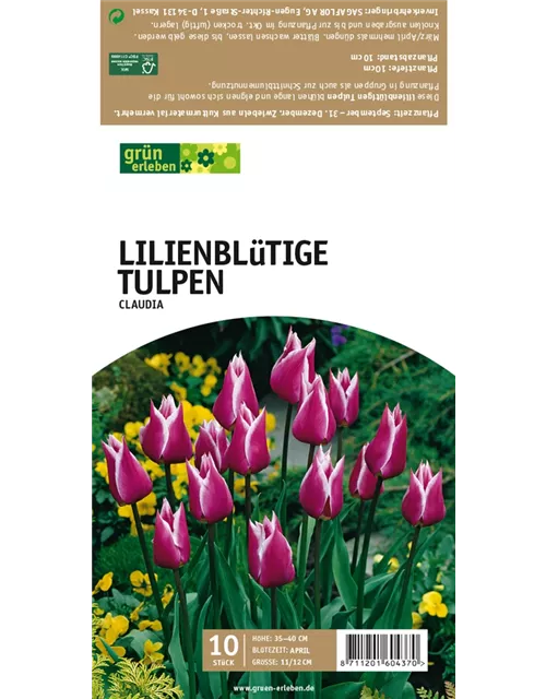 Lilienblütige Tulpen