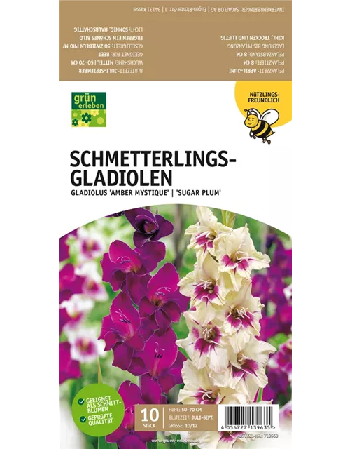 Schmetterlings-Gladiolen