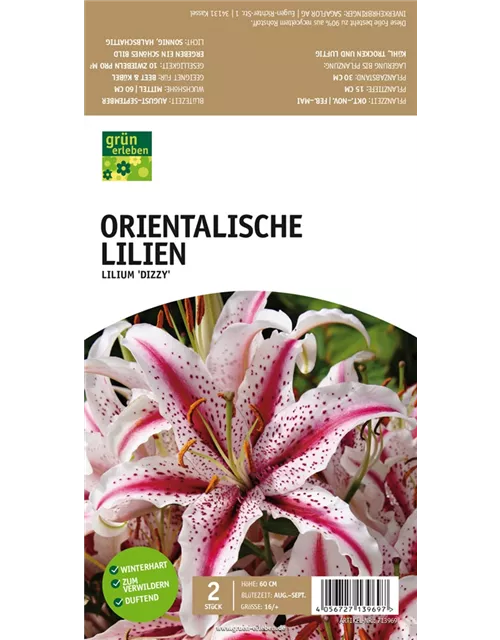 Orientalische Lilien