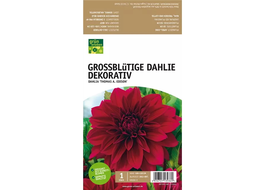 Großblütige Dahlie, Dekorativ