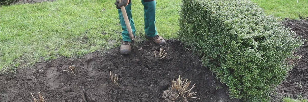 Dahlien - Einpflanzen im Garten (thumbnail)