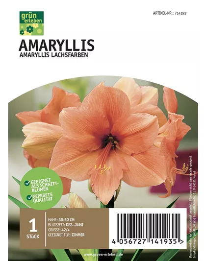 Amaryllis