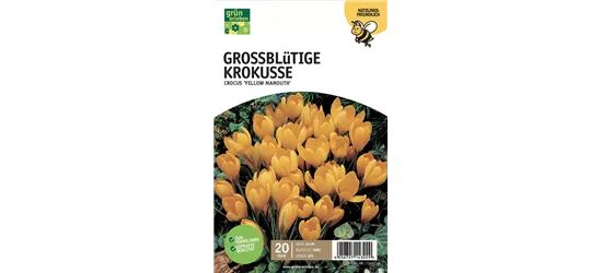 Großblüt. Krokusse