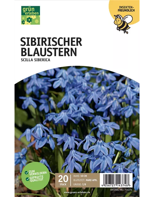 Blausternchen