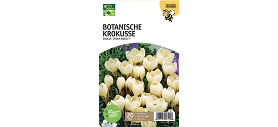 Botanische Krokusse