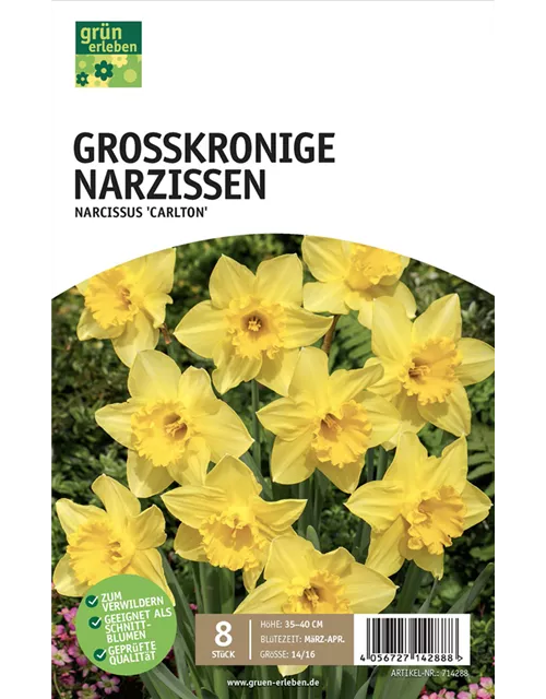 Narzissen großkronig 