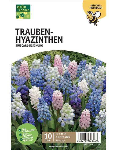 Traubenhyazinthe