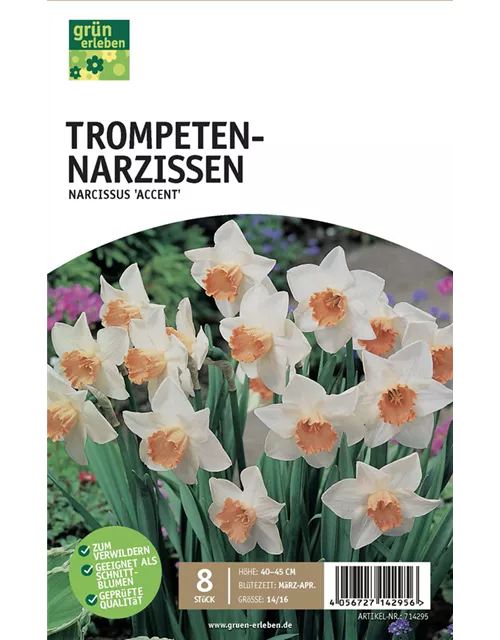 Trompeten-Narzissen 