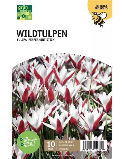 Wildtulpen 