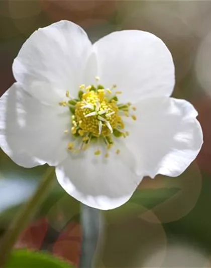 SCHöNE CHRISTROSEN!