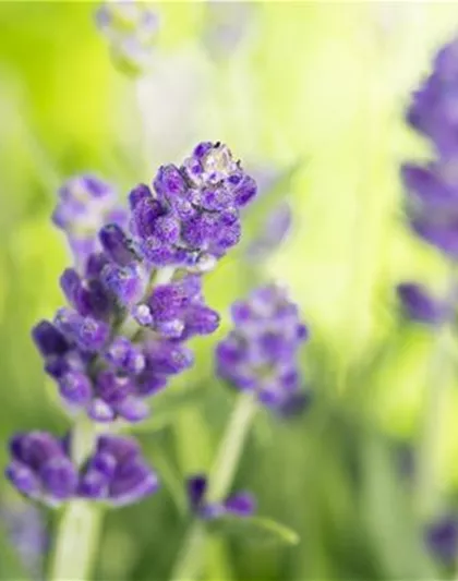 DIE VIELSEITIGE ANWENDUNG VON LAVENDEL!